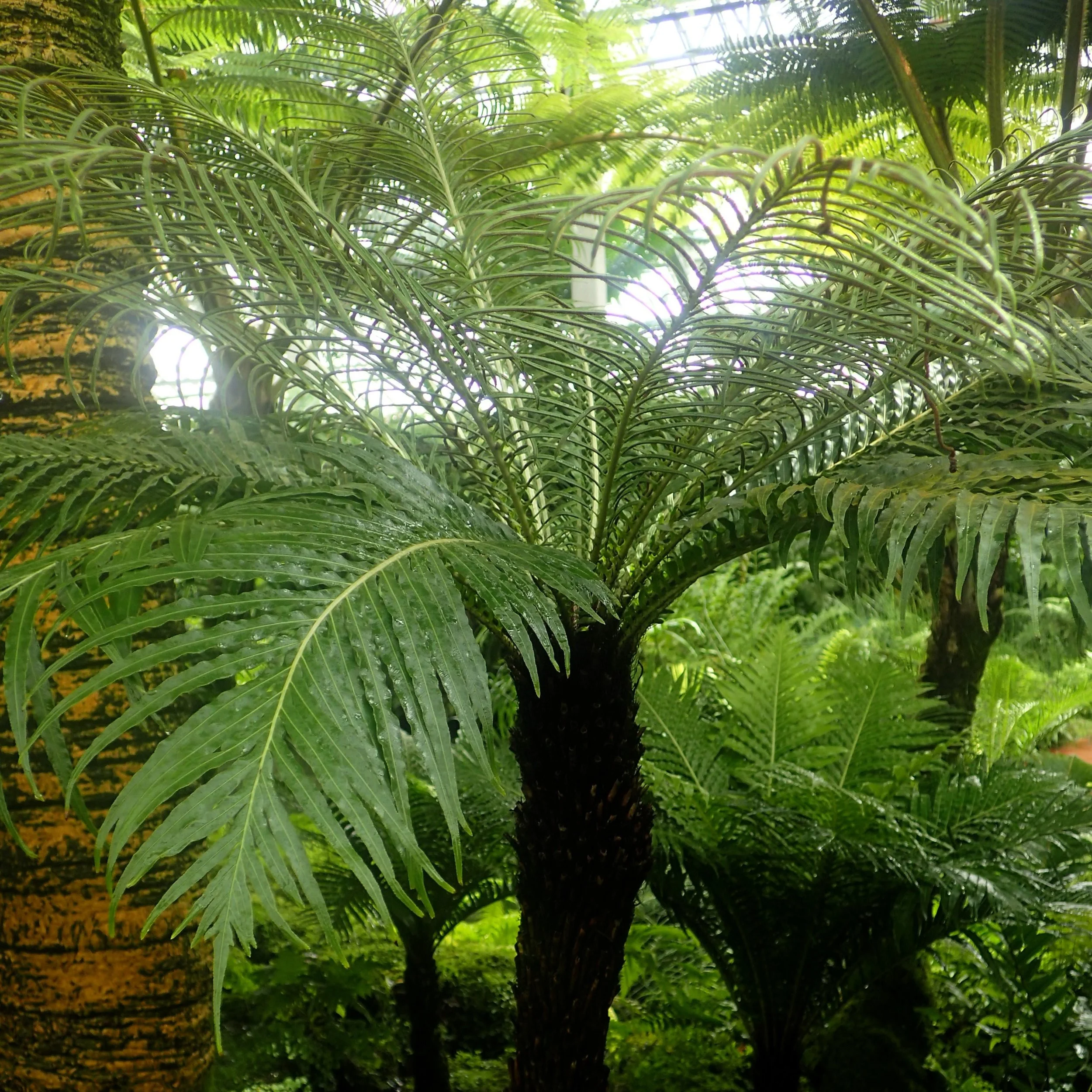 【Tree fern】 Tasmanian Tree Fern | ARC Ferns, LLC